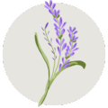 lavanda