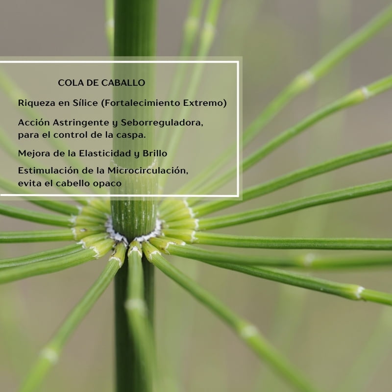 Shampoo Anticaspa en Barra | Revitaliza