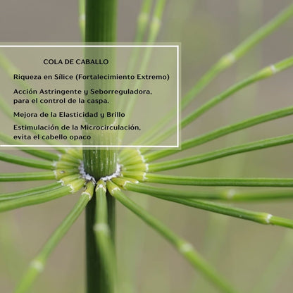 Shampoo Anticaspa en Barra | Revitaliza