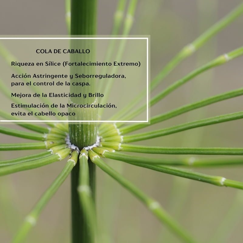 Shampoo Anticaspa en Barra | Revitaliza - Ara Jabones